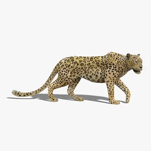 leopard fur rigged model
