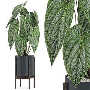 3D Plants collection 518 model