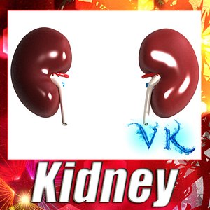 kidney anatomy 3d max