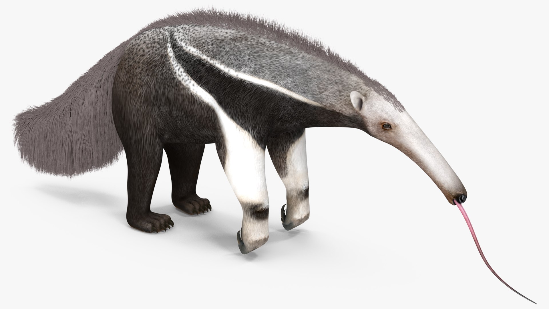 Anteater Standing Pose Fur 3D Model $199 - .max - Free3D