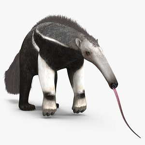 Anteater Standing Pose model