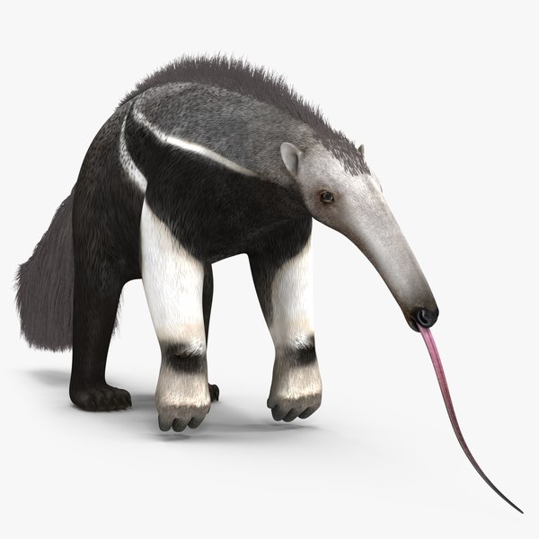 Anteater Standing Pose Fur 3D Model $199 - .max - Free3D