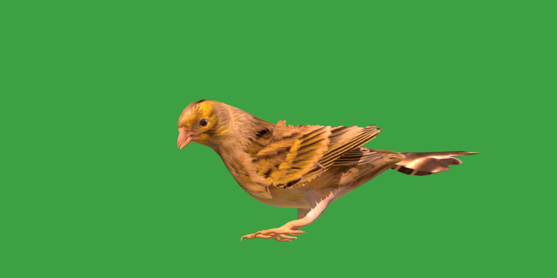 Atlantic Canary Bird 3D model https://p.turbosquid.com/ts-thumb/5Q/3EdHLr/7f/canary_bird1/png/1735275726/1920x1080/fit_q87/73aaa2aa62afb0a0c27d317b7e02986e5cdadbb4/canary_bird1.jpg