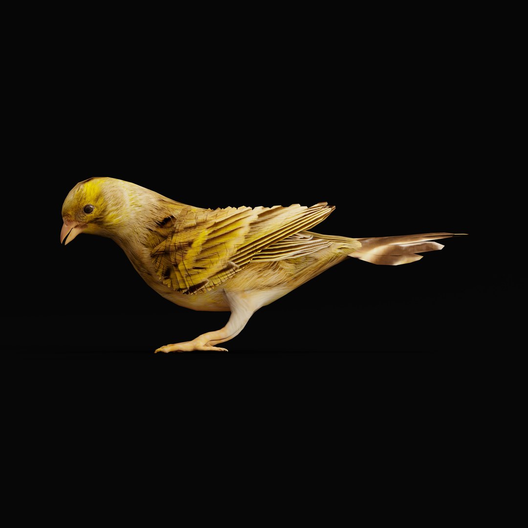 Atlantic Canary Bird 3D model https://p.turbosquid.com/ts-thumb/5Q/3EdHLr/AU/atlantic_canary_bird_rig_0000/jpg/1735275725/1920x1080/fit_q87/69c5981fe8956c0a4257b17084ab2383cf0ab030/atlantic_canary_bird_rig_0000.jpg