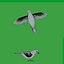Atlantic Canary Bird