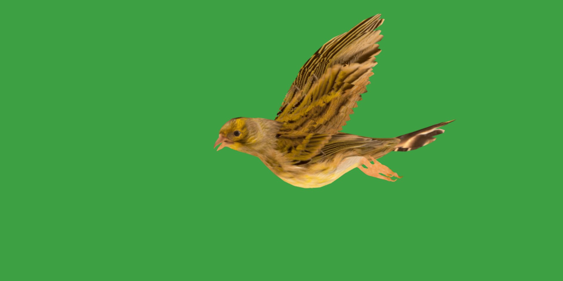 Atlantic Canary Bird 3D model https://p.turbosquid.com/ts-thumb/5Q/3EdHLr/Ft/canary_bird18/png/1735275707/1920x1080/fit_q87/f49f5bb425b52904a357cf78708ef457eeebb1ad/canary_bird18.jpg