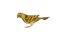 Atlantic Canary Bird