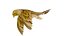Atlantic Canary Bird