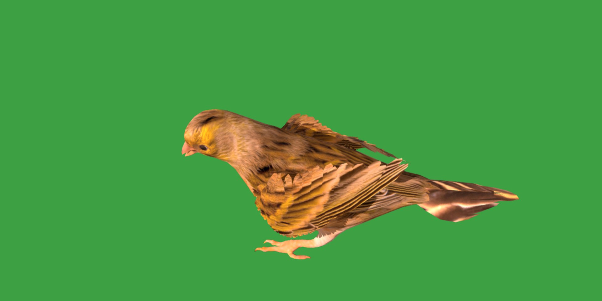 Atlantic Canary Bird 3D model https://p.turbosquid.com/ts-thumb/5Q/3EdHLr/NS/canary_bird3/png/1735275726/1920x1080/fit_q87/f5f037c7f6bea612c9d0e46dfe6805882facc3f7/canary_bird3.jpg