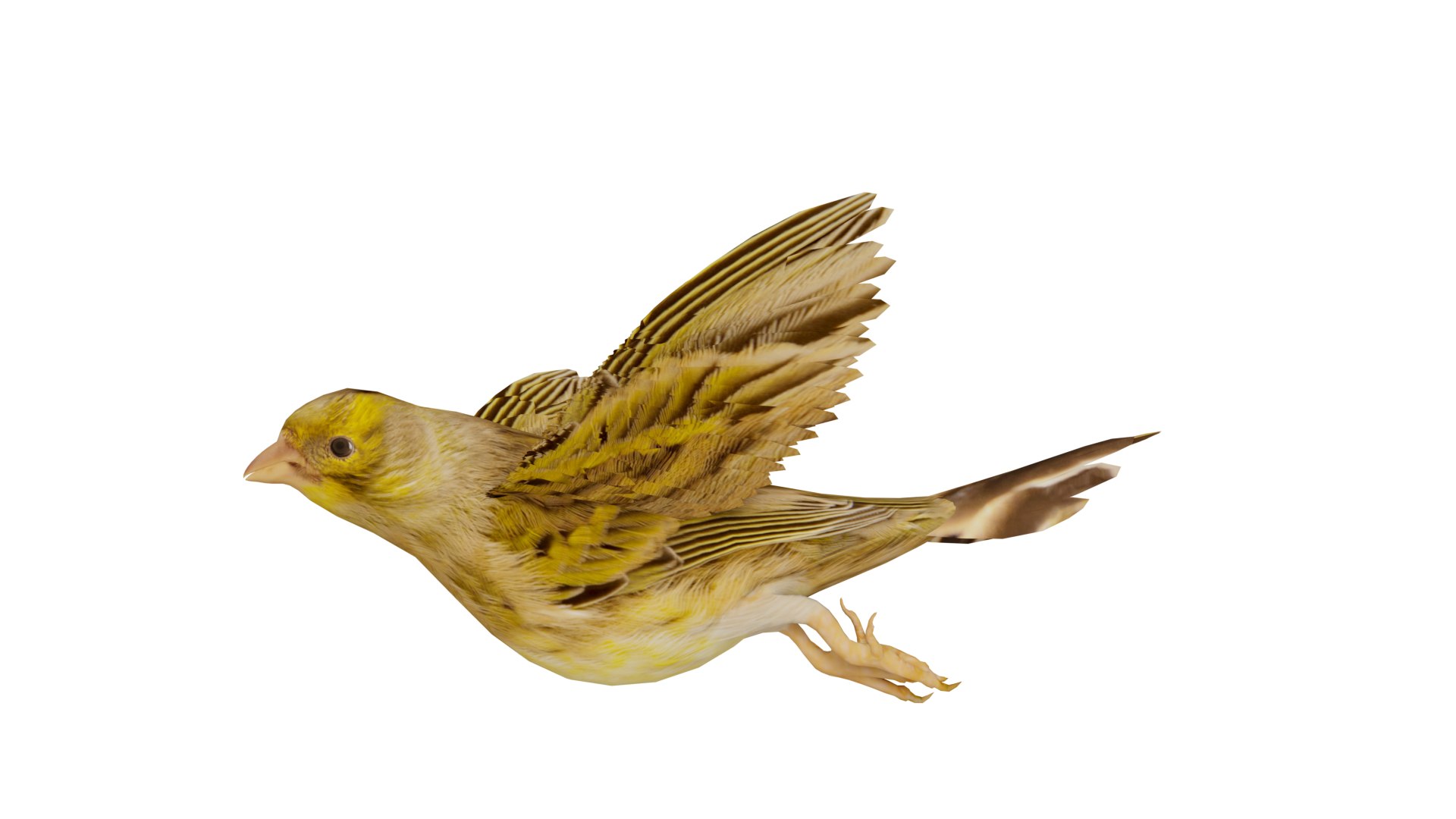 Atlantic Canary Bird 3D model https://p.turbosquid.com/ts-thumb/5Q/3EdHLr/OT/canary_preview3/png/1735275725/1920x1080/fit_q87/d235575dd241cef5024e8dd24731f0e1c225dde4/canary_preview3.jpg