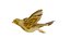 Atlantic Canary Bird