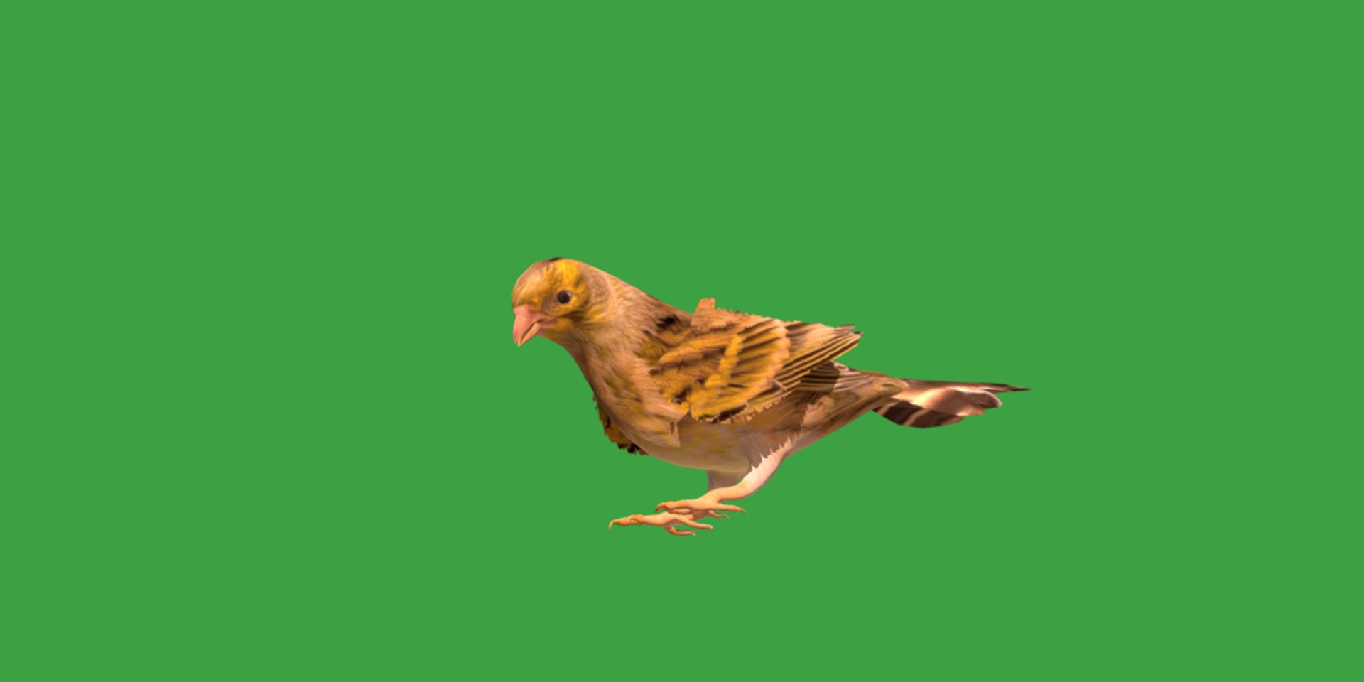 Atlantic Canary Bird 3D model https://p.turbosquid.com/ts-thumb/5Q/3EdHLr/ZR/canary_bird11/png/1735275703/1920x1080/fit_q87/9e40edcc75d335886c77e26178d29c5327af52f8/canary_bird11.jpg