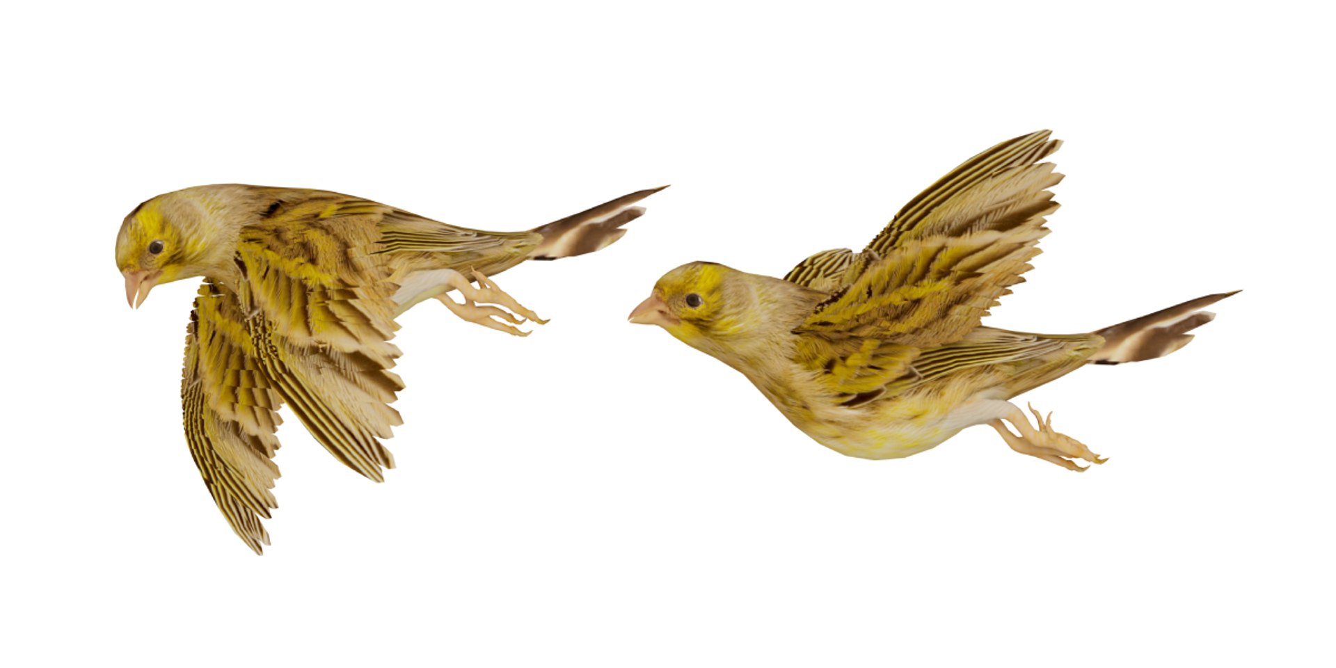 Atlantic Canary Bird 3D model https://p.turbosquid.com/ts-thumb/5Q/3EdHLr/iZ/canary_bird18copy/png/1735275707/1920x1080/fit_q87/5a2586f4b4bf0501a09dbdd3633c21f9f707881d/canary_bird18copy.jpg