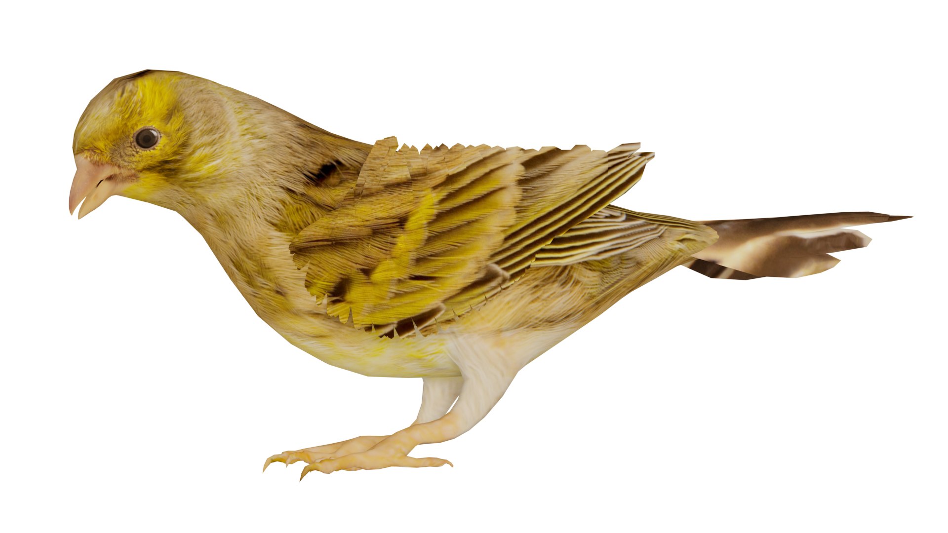 Atlantic Canary Bird 3D model https://p.turbosquid.com/ts-thumb/5Q/3EdHLr/pJ/canary_preview1/png/1735275721/1920x1080/fit_q87/5b58452140d606999cb17f8df1ab31a590e62c72/canary_preview1.jpg
