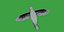 Atlantic Canary Bird
