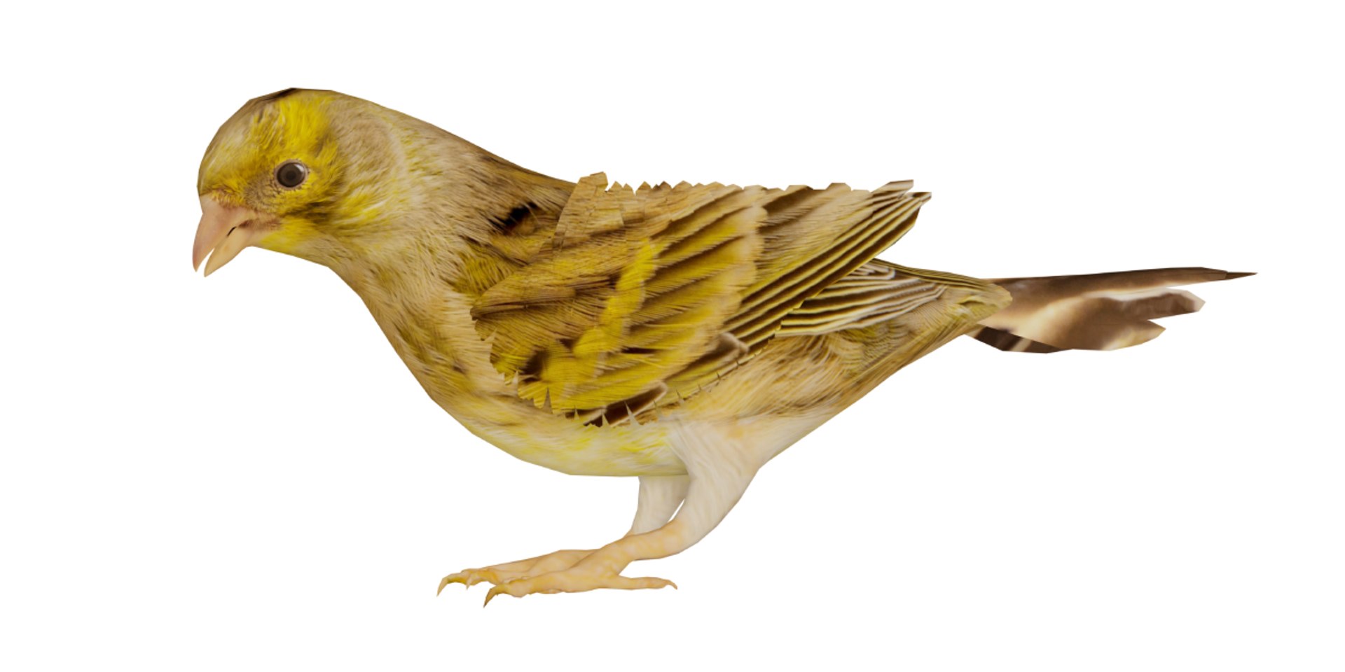 Atlantic Canary Bird 3D model https://p.turbosquid.com/ts-thumb/5Q/3EdHLr/vS/canary_bird8/png/1735275729/1920x1080/fit_q87/845990160291f7f72d3d76c5946302e9b953d502/canary_bird8.jpg
