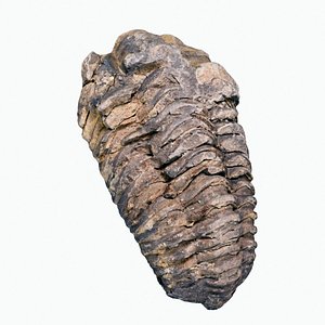 Realistic Trilobite Fossil 3D Model Flexicalymene Diacalymene High Quality Scan 3D model