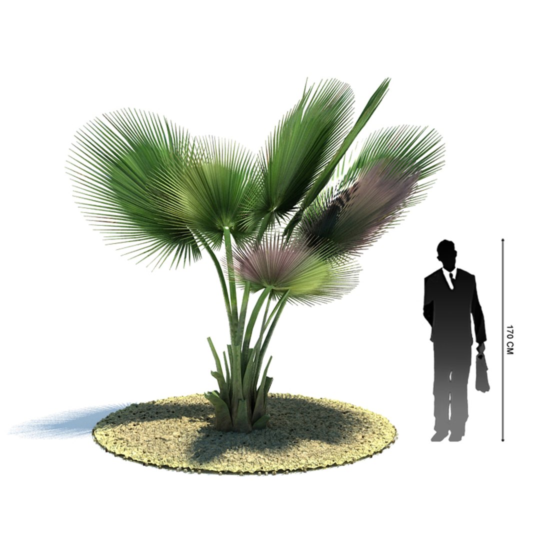 Exotic Tree Copernicia Baileyana 3d 3ds