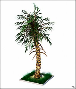 Oasis Palm Tree