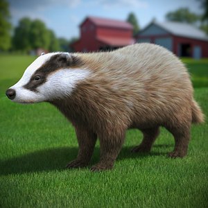 Badger Brown Fur