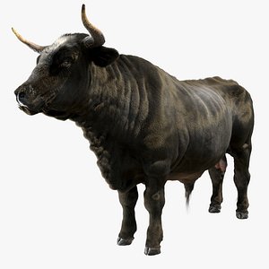 bull 3D model