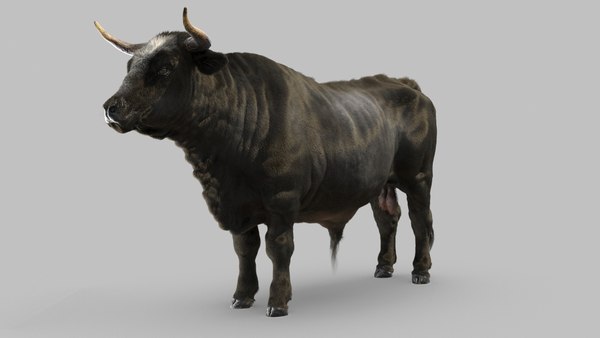 Bull 3D model - TurboSquid 1705367