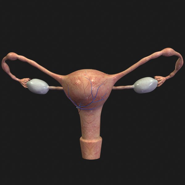 3d Uterus Models Turbosquid