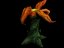 Orange Plant