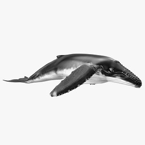 Realistic Humpback Whale Rigged for Cinema 4D