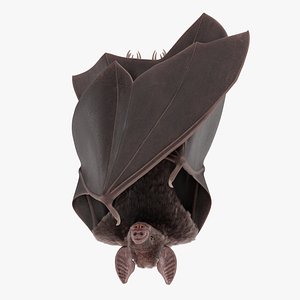 Vampire Bat Hanging