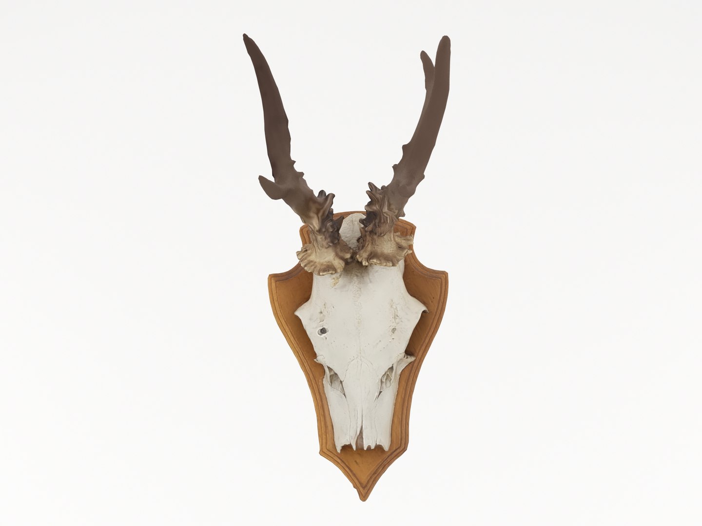 deer antler 3D https://p.turbosquid.com/ts-thumb/5R/ZWzRtO/1sgK1Mr2/deerhead2_0001/jpg/1583501029/1920x1080/fit_q87/0e4eb94455ecb2de4e670cd53803bb04f9843836/deerhead2_0001.jpg