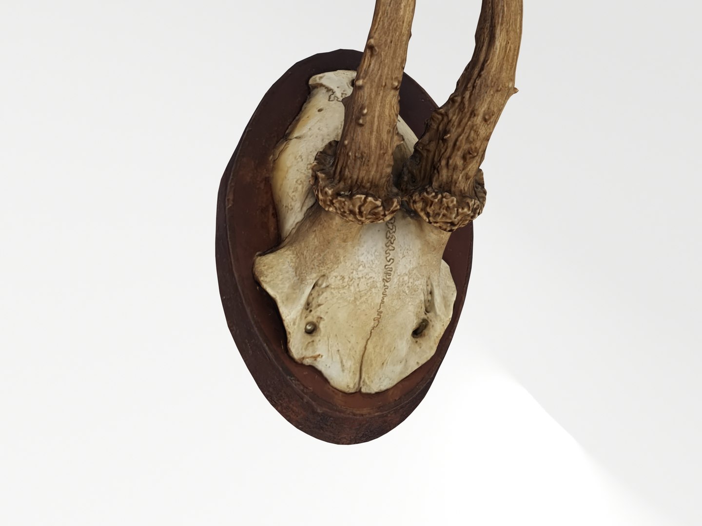 deer antler 3D https://p.turbosquid.com/ts-thumb/5R/ZWzRtO/4OOWRhP8/deerhead_0008/jpg/1583501010/1920x1080/fit_q87/52e3d5c1237a052133ae11da06adcab022757348/deerhead_0008.jpg