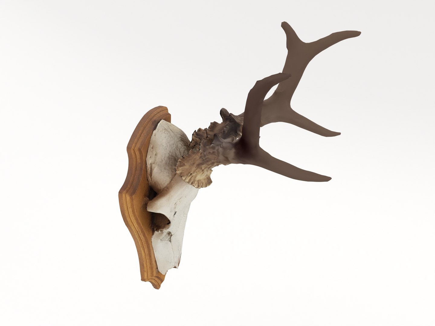 deer antler 3D https://p.turbosquid.com/ts-thumb/5R/ZWzRtO/7rSFZSV7/deerhead2_0002/jpg/1583501029/1920x1080/fit_q87/9724ae8695a34dace44f56941041d60cf473426a/deerhead2_0002.jpg