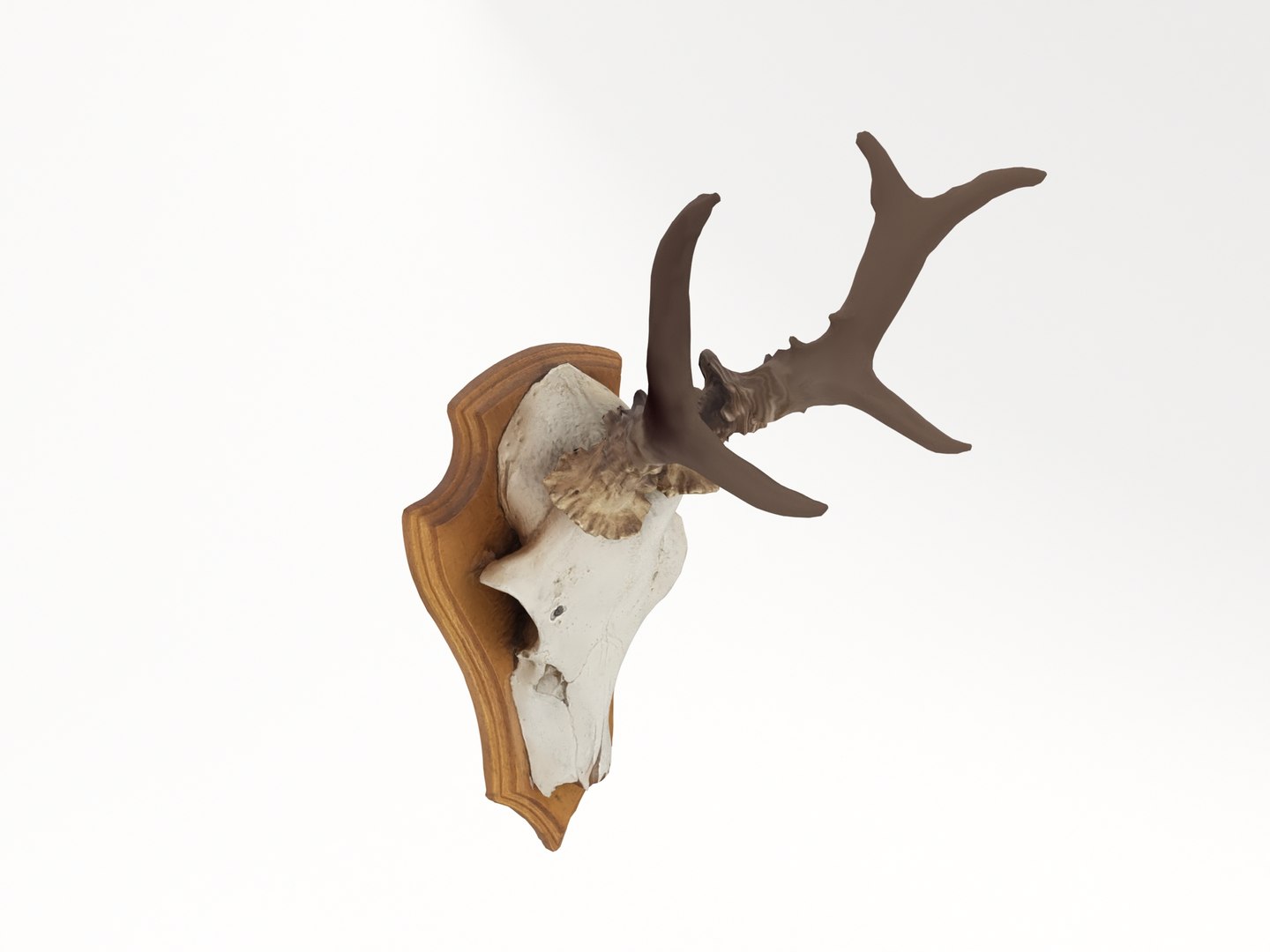 deer antler 3D https://p.turbosquid.com/ts-thumb/5R/ZWzRtO/B0lo46ja/deerhead2_0007/jpg/1583501029/1920x1080/fit_q87/0880b90d271c6bfbd8aa52ec6e00e1ed9dcc07fd/deerhead2_0007.jpg