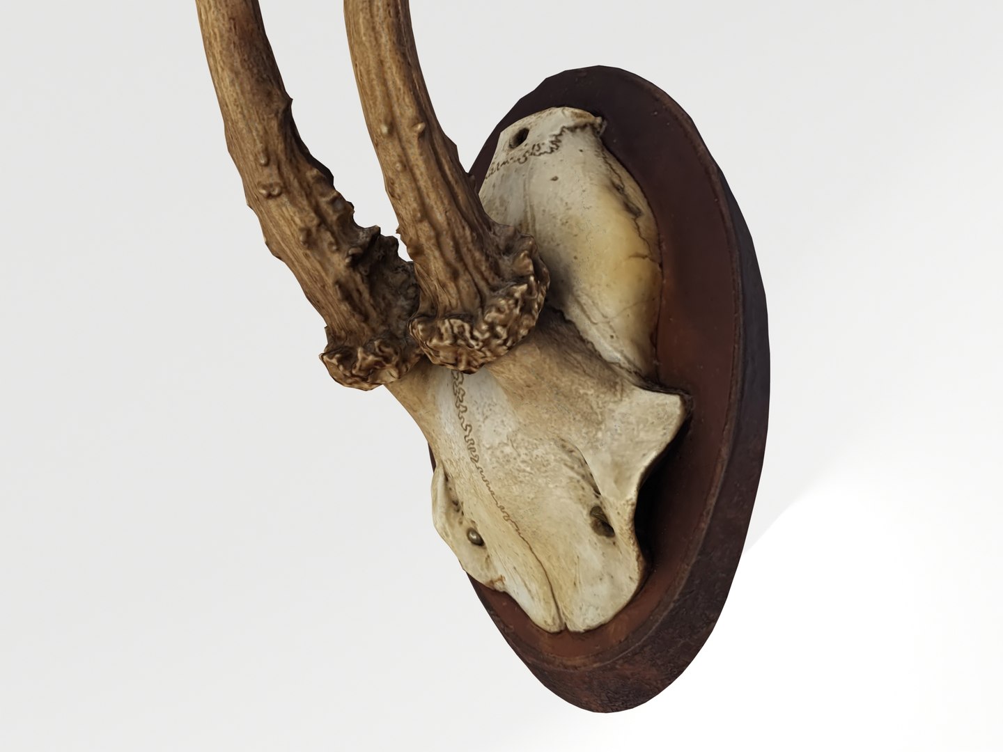 deer antler 3D https://p.turbosquid.com/ts-thumb/5R/ZWzRtO/QgDWfWP6/deerhead_0004/jpg/1583501010/1920x1080/fit_q87/0f961bffb6be0cc2d03bbe7c3c3efa1f218c0466/deerhead_0004.jpg