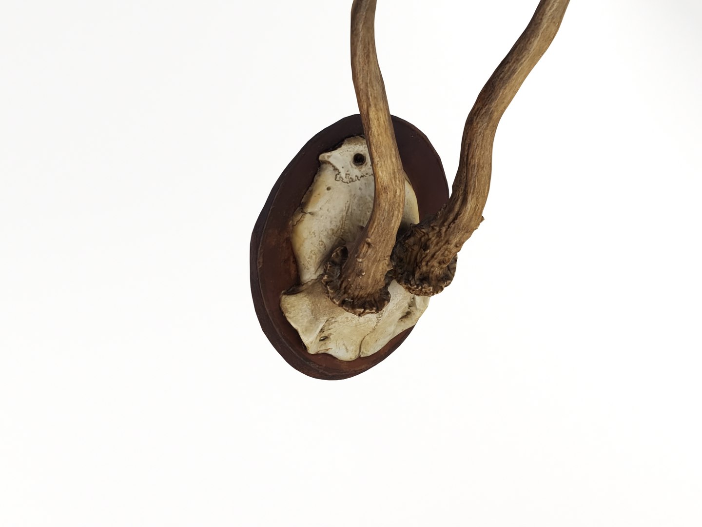 deer antler 3D https://p.turbosquid.com/ts-thumb/5R/ZWzRtO/Sdzx36ez/deerhead_0006/jpg/1583501010/1920x1080/fit_q87/372f6563281e8751729b3e15fdd999f2f0202a6a/deerhead_0006.jpg