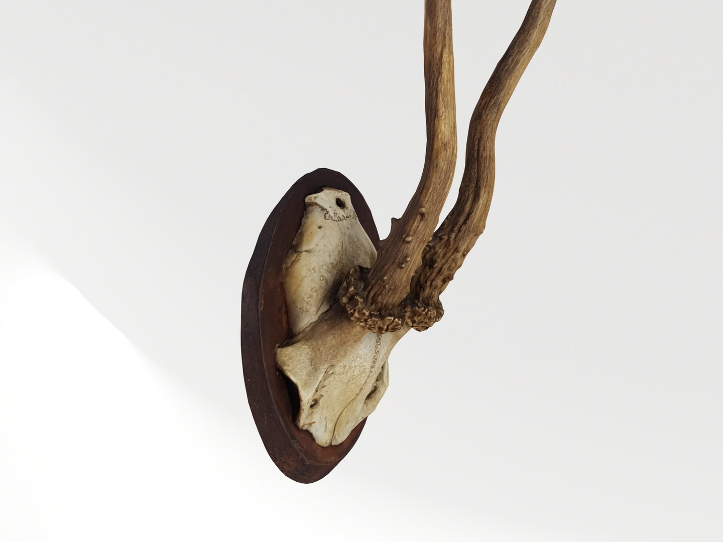 deer antler 3D https://p.turbosquid.com/ts-thumb/5R/ZWzRtO/TFqgt2Fx/deerhead_0002/jpg/1583501010/1920x1080/fit_q87/09788ad1531e9bd46182f161dc19caf866099f37/deerhead_0002.jpg