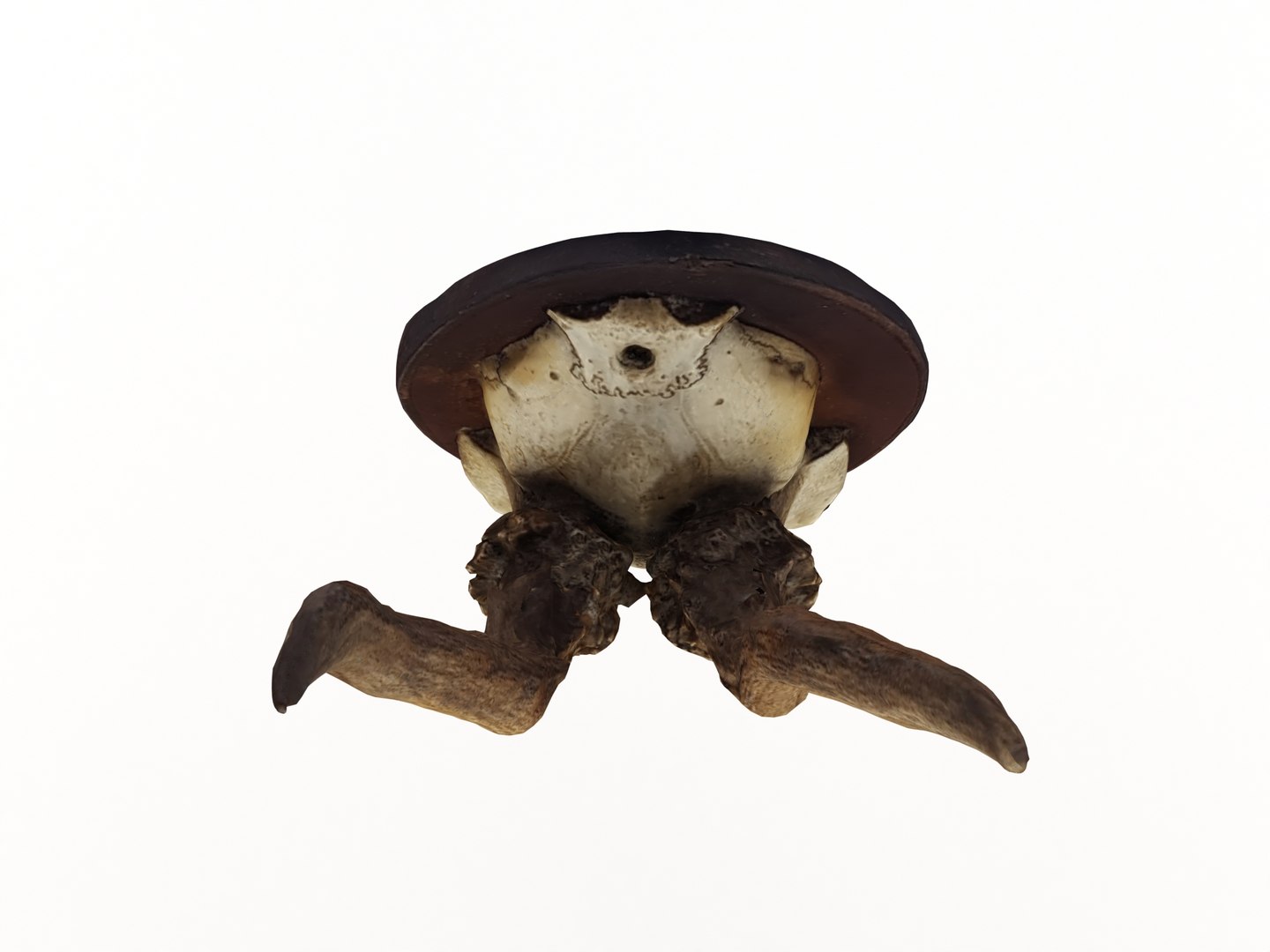 deer antler 3D https://p.turbosquid.com/ts-thumb/5R/ZWzRtO/VLOBunPP/deerhead_0007/jpg/1583501010/1920x1080/fit_q87/68eaec76db50bacc4a3a8f70f7d57e39f2e13b19/deerhead_0007.jpg