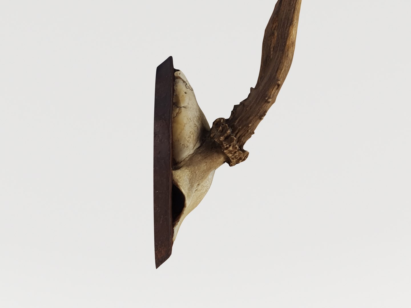 deer antler 3D https://p.turbosquid.com/ts-thumb/5R/ZWzRtO/ae2Zwo86/deerhead_0005/jpg/1583501010/1920x1080/fit_q87/8b290410db90d4ba9dd701d321fb49e871dcda74/deerhead_0005.jpg