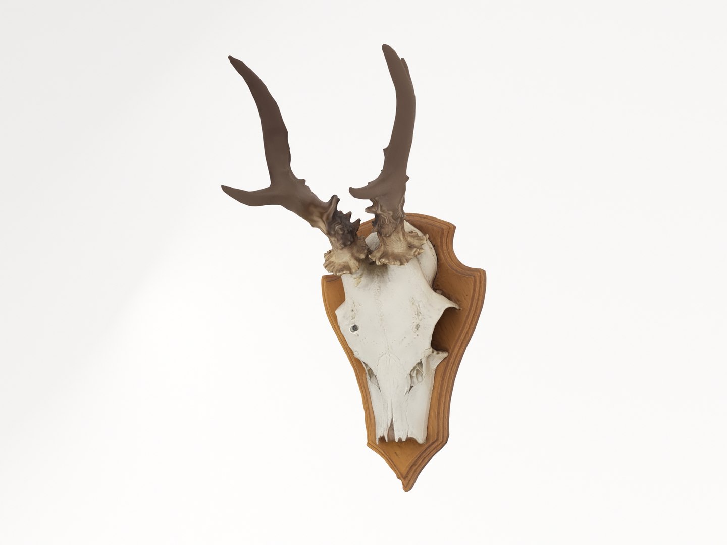 deer antler 3D https://p.turbosquid.com/ts-thumb/5R/ZWzRtO/ef0zGgUz/deerhead2_0000/jpg/1583501029/1920x1080/fit_q87/8df2223d8ac0462cca33b26f6cc13402558d1a8f/deerhead2_0000.jpg