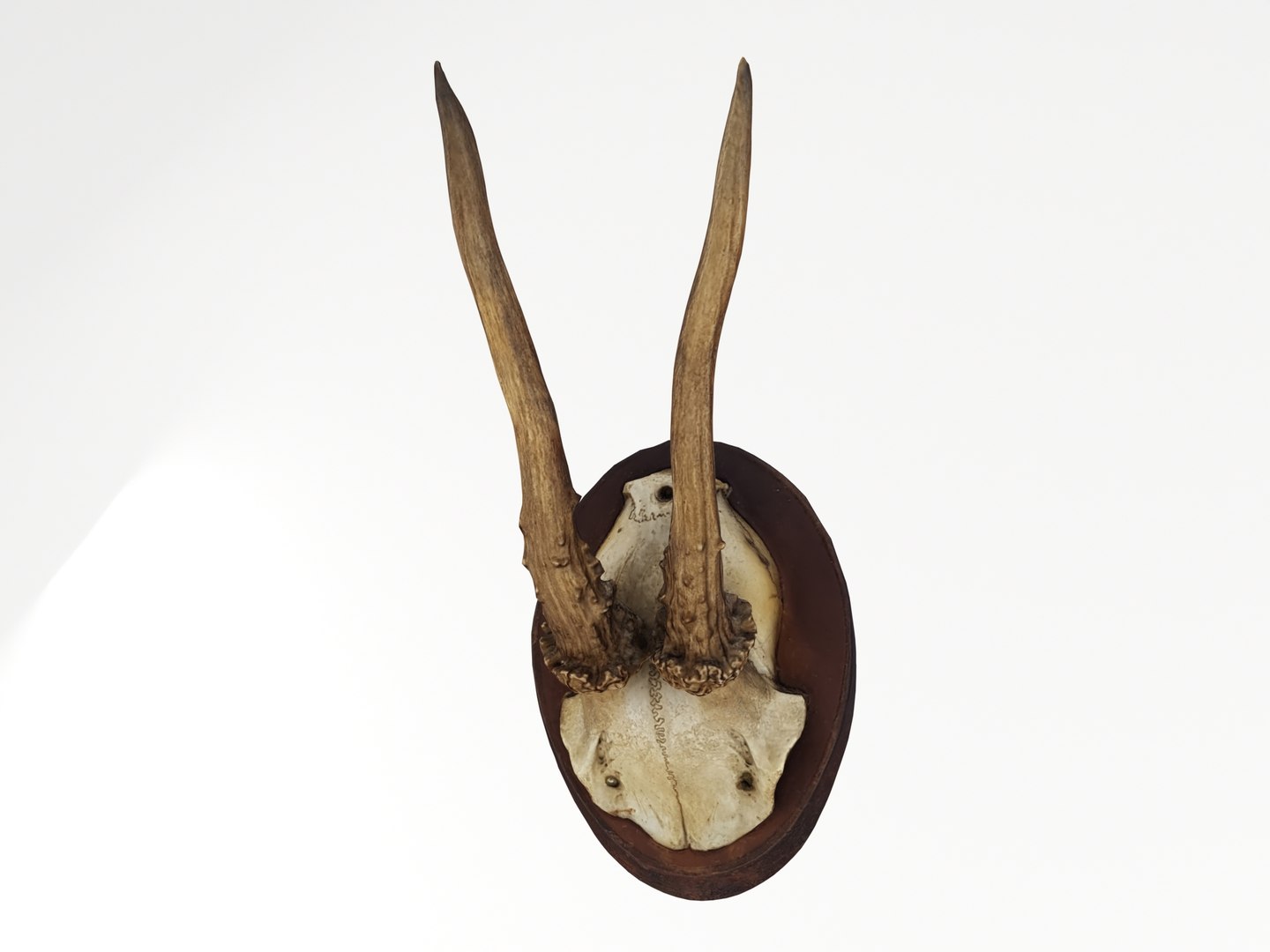 deer antler 3D https://p.turbosquid.com/ts-thumb/5R/ZWzRtO/qcTG8jvt/deerhead_0000/jpg/1583501010/1920x1080/fit_q87/d85d823a6eede840ec41c40e3540d0e2676db587/deerhead_0000.jpg