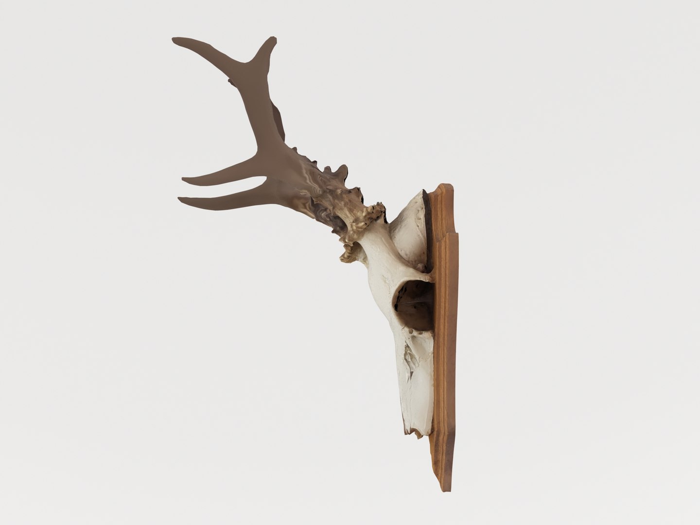 deer antler 3D https://p.turbosquid.com/ts-thumb/5R/ZWzRtO/sYpEQvzR/deerhead2_0004/jpg/1583501029/1920x1080/fit_q87/537fd2d3a2a73b7485d01075ac72176e149f8ed7/deerhead2_0004.jpg
