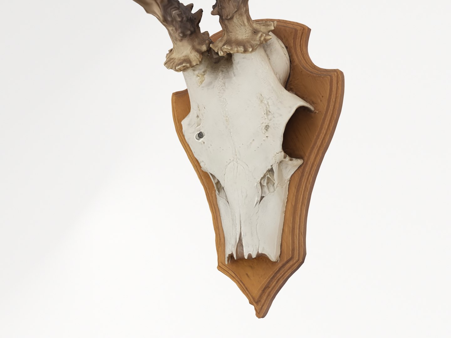 deer antler 3D https://p.turbosquid.com/ts-thumb/5R/ZWzRtO/tyk4lLNX/deerhead2_0005/jpg/1583501029/1920x1080/fit_q87/e05b19adaf00d233c4ee943b3f0bbaf98f48babc/deerhead2_0005.jpg