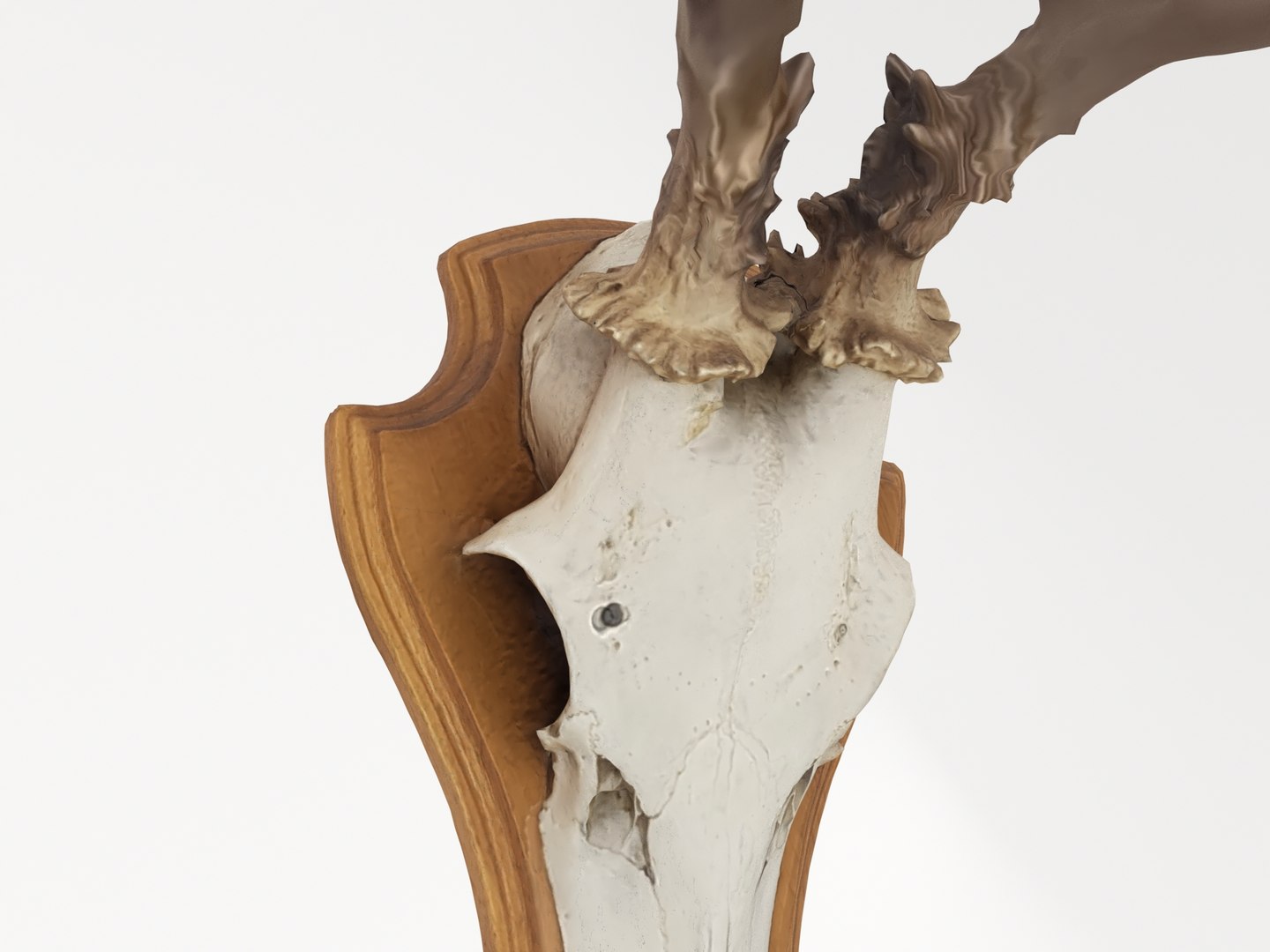 deer antler 3D https://p.turbosquid.com/ts-thumb/5R/ZWzRtO/uSOICqLm/deerhead2_0006/jpg/1583501029/1920x1080/fit_q87/aa976baeb324007ae4f9a83d67cfd95d7c0dea80/deerhead2_0006.jpg