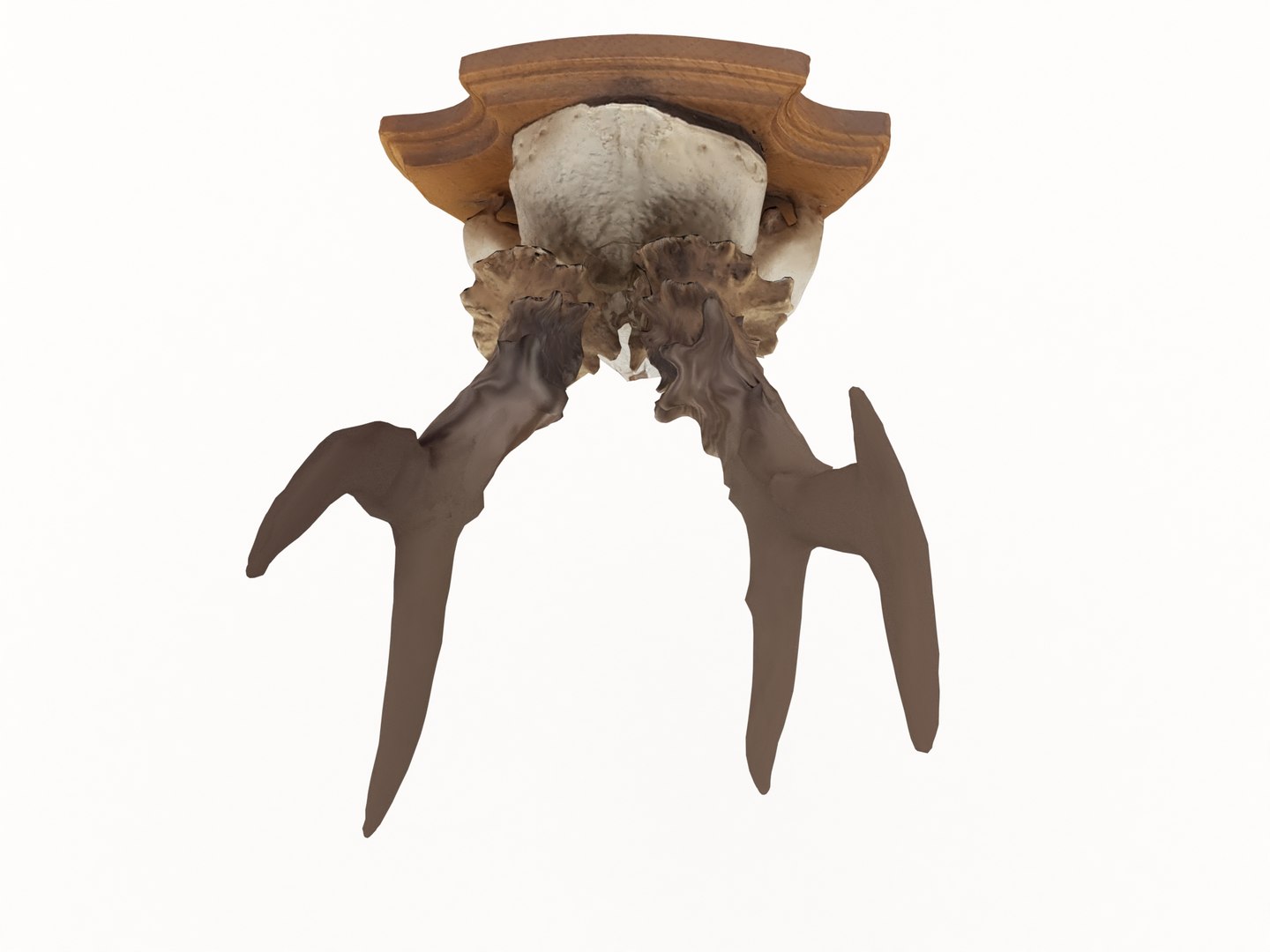 deer antler 3D https://p.turbosquid.com/ts-thumb/5R/ZWzRtO/vtFmDH1A/deerhead2_0008/jpg/1583501029/1920x1080/fit_q87/76fb1502b07b0253129e9662f06148936ed9af70/deerhead2_0008.jpg