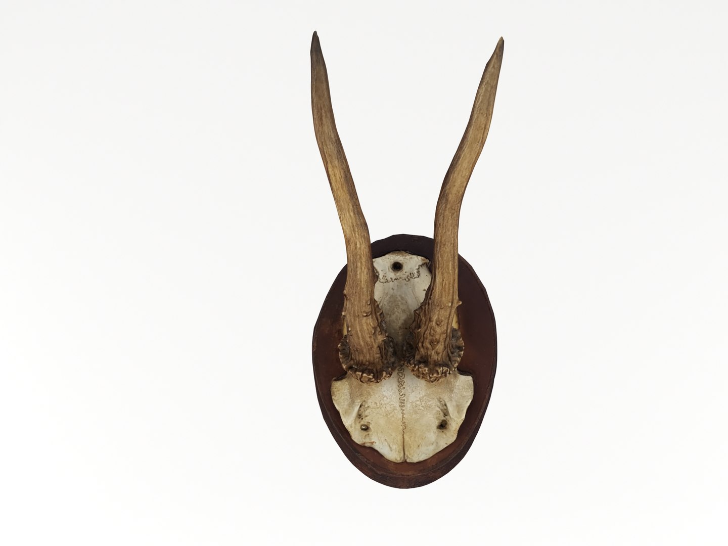 deer antler 3D https://p.turbosquid.com/ts-thumb/5R/ZWzRtO/yM1COUAm/deerhead_0001/jpg/1583501010/1920x1080/fit_q87/cd6abaa76bef50311070a36f735ca5addc3b8b77/deerhead_0001.jpg
