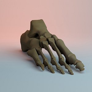 Foot Bone Skeleton 3D model