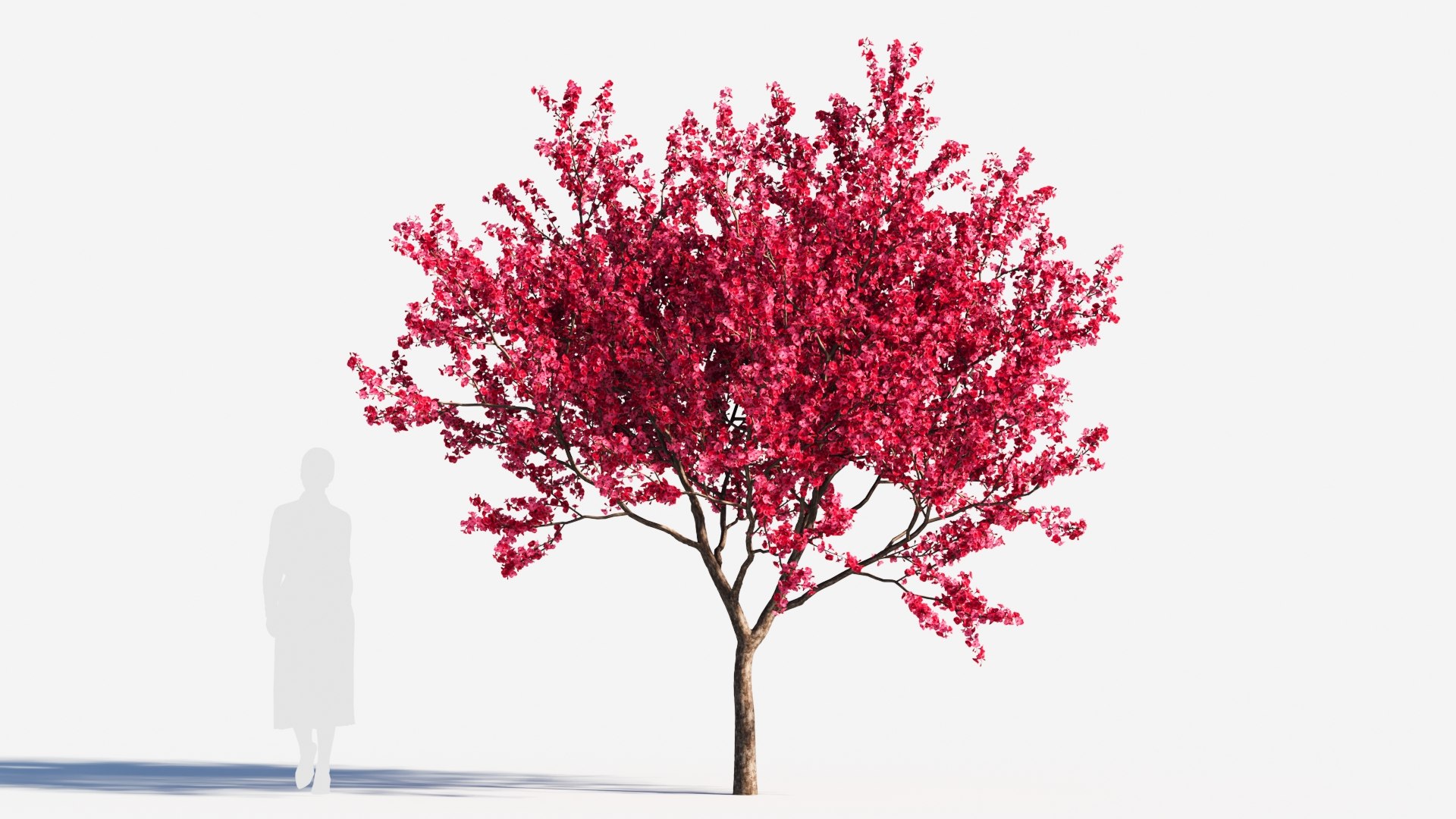 Malus spectabilis tree a 3D model TurboSquid 2119181