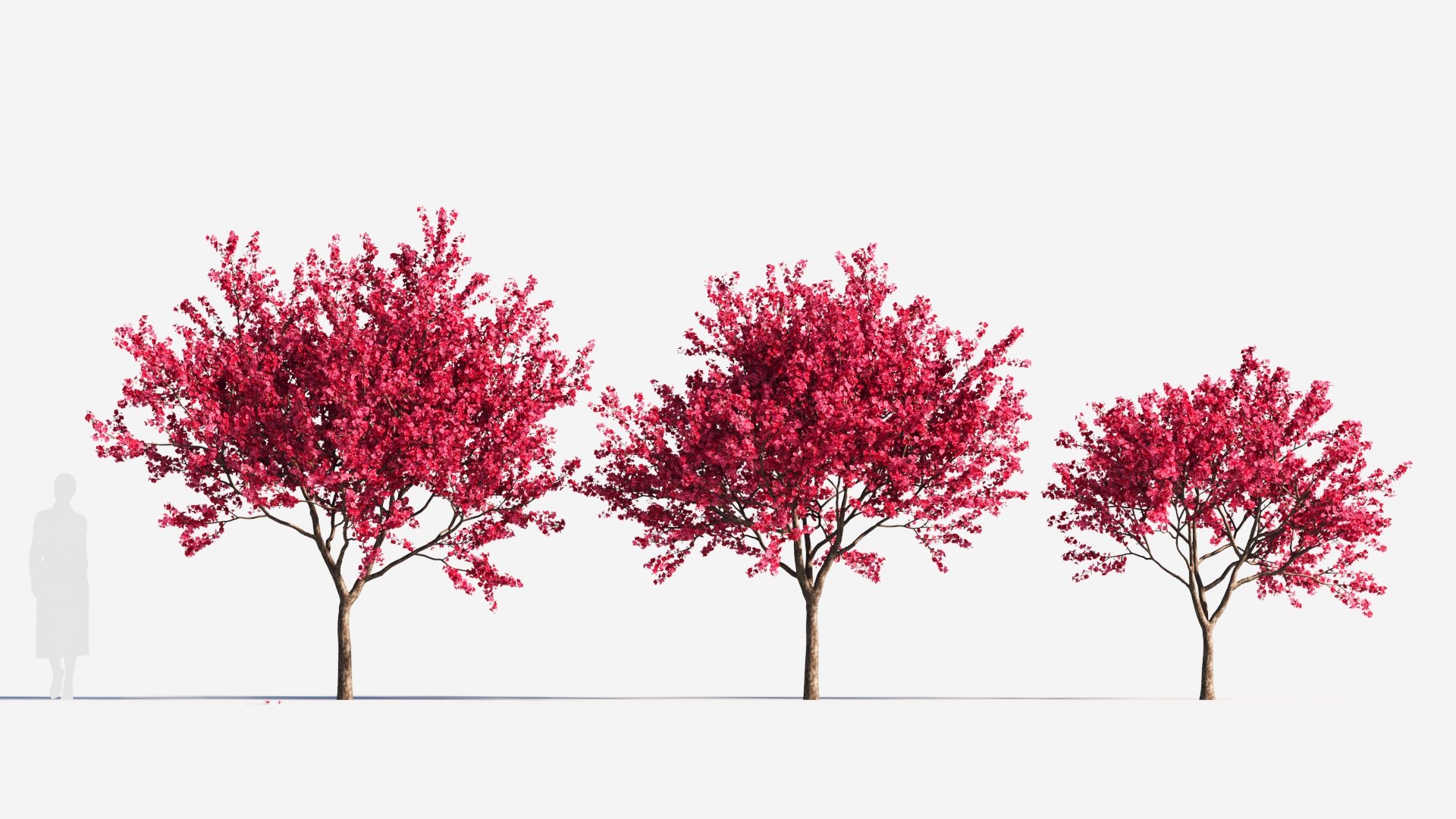 Malus spectabilis tree a 3D model TurboSquid 2119181