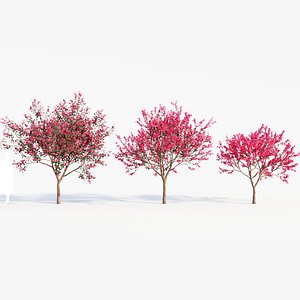 Malus spectabilis a